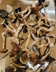 Maybe you would like to learn more about one of these? Blue Magnolia Magic Mushrooms