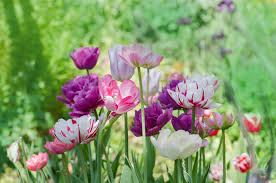 The fresh bright colors of flowers and leaves are coming back to our gardens with hurried steps one after another to remind us of the true joy of life. Haiku For A Season Of Renewal And Remembrances By Manatita Letterpile