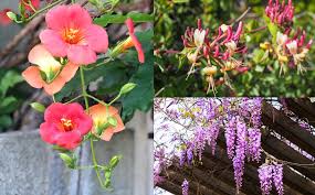 Bougainvillea vines are a favorite in sunny courtyards, though they must be treated as annuals in northern climates. 25 Best Climbing Plants Flowering Vines