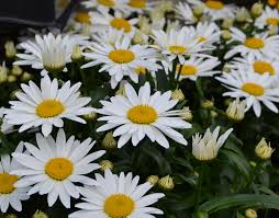 The spikes of white flowers that burst forth each summer are a bonus. Top 10 Summer Blooming Perennials English Gardens