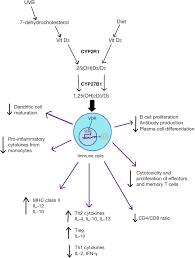 Greenbank court management company (nottingham) limited. Frontiers Exploring The Evidence For An Immunomodulatory Role Of Vitamin D In Juvenile And Adult Rheumatic Disease Immunology