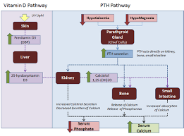 Parathyroid Hormone Pth Endocrine Medbullets Step 1