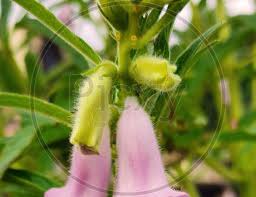 Image result for Sesamum radiatum