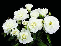 Image result for Isoglossa floribunda