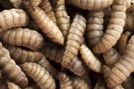 Leading Maggot Farmer To Expand From Cape Town To California In 2020 Cape Town Poultry Feed Save Earth