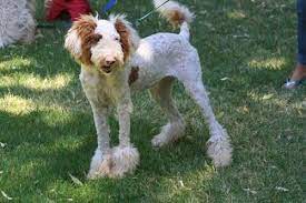 To the right is a picture attributed to george stubbs (born. Akc Standard Parti Poodle Puppies For Sale In Bowie Colorado Classified Americanlisted Com