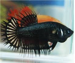 Their fins ripped off and sometimes their body have wounds. Betta Females Observations Fish Care