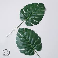 Daun hijau, menggambar, daun kelapa, cat air daun, pantai, daun png. Daun Palsu Tanaman Buatan Artificial Leaf Properti Foto Produk Shopee Indonesia