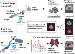 Jak málo stačilo.lidi dávejte pozor! Unambiguous Intracellular Localization And Quantification Of A Potent Iridium Anticancer Compound By Correlative 3d Cryo X Ray Imaging Conesa 2020 Angewandte Chemie International Edition Wiley Online Library