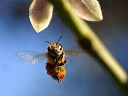 You should provide water for your bees that is much closer than five miles away. How Far Do Bees Travel What You Need To Know About Foraging