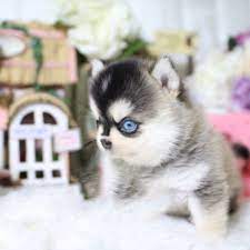 It is so because the pomsky puppy can live up to 15 to 17 years depending on the amount of care you take. Lucy Teacup Pomsky In 2021 Teacup Animals Pomsky Puppies Cute Animals