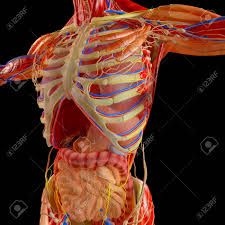 The model does not have any texture maps as it is using solid white color and. Human Body X Ray View Of The Respiratory Apparatus And Digestive Stock Photo Picture And Royalty Free Image Image 106631064