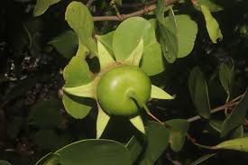 Image result for Sonneratia alba