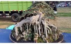 Berbagai Model Pot Bonsai Yang Unik Untuk Kita Miliki Bennisobekti Com