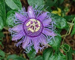 Passion Flower 200 1 Extract From Passiflora Incarnata Best Etsy In 2020 Passion Flower Plant Passion Flower Passiflora
