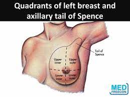 Breast lumps, benign tumors, and breast inflammation are other conditions of the breast in women. Anatomy Of Breast Medical Students Dr Mohd Khalid Facebook