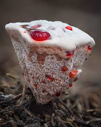 We did not find results for: Skarp Rustbrunpigg Bleeding Tooth Fungus Hydnellum Peckii Morten Ross
