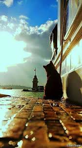 Ugur Ugur Adli Kullanicinin Good Morning Panosundaki Pin Hayvan Fotograf Kedi