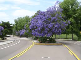 Image result for Jacaranda mimosifolia