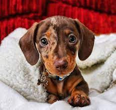 Dachshund Products Apparel And Gifts Dachshund Central Dachshund Puppy Miniature Funny Dachshund Dachshund Puppy
