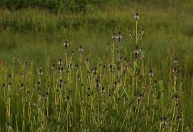 Image result for Pycnostachys reticulata