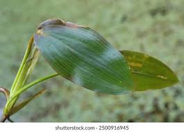 Image result for Potamogetonaceae