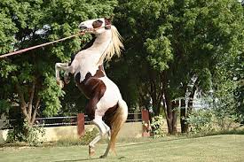 Here ceremonies, national celebrations and executions took place. Bikaner Wikiwand