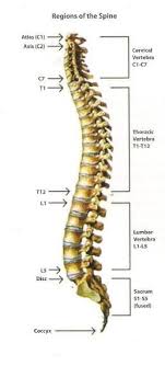 Hasil Gambar Untuk Gambar Tulang Belakang Tulang Gambar