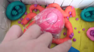 It was established in 1981 and is published by springer science+business media. Play Doh Plant Cell Youtube