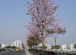 Tabebuia Rosea In Full Bloom At New Town Kolkata West Bengal India Courtesy Wbhidco Ltd New Town Bloom Plants