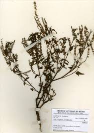 Image result for Basilicum polystachyon