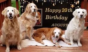 Abd De Dunyanin En Yasli Golden Retriever I 20 Yasina Girdi