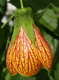 Image result for Abutilon rehmannii