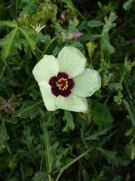 Flower Of An Hour Hibiscus Trionum Symbolizes Delicate Beauty Frailty Annual Plants Hibiscus Plants