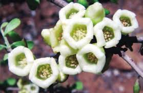 Image result for Diospyros inhacaensis