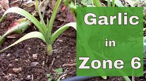 Each zone has specific requirements for when certain plants should be started. Planting And Growing Garlic In Zone 6 Youtube