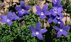 Annual or perennial herbs with a taproot and sometimes extensive rhizomes; Act Floral Emblems Australian Plant Information