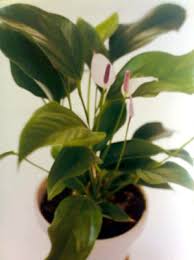 Types of red flowers with name. Earth Garden Landscaping Philippines Plants Philippines Plants Metro Manila Plants Supplier Bougainvillea Philippines Palms Philippines Garden Shop Plants Trees Palms A To E