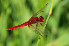 Image result for Pseudocalyx saccatus