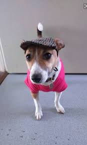 Love The Hatitude Jack Terrier Jack Russell Jack Russell Dogs