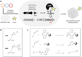 Image result for White 1999 AAV