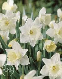 Narcissi Trumpet Mount Hood Daffodil From Adr Bulbs Daffodil Bulbs Daffodils Bulb Flowers