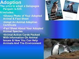 Do galapagos penguin have a mating season? Galapagos Penguin Scientific Name Spheniscus Mendiculus Primarily In The Fernandina Island And The West Coast Of Isabela Island Of The Galapagos Islands Ppt Download