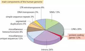 Do Codons In Dna Refer To Build A Protein Only Quora