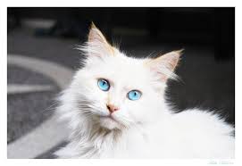 Persian Cat With Blue Eyes Wallpaper Fluffy White Cat Blue Eyes Animal Cat With Blue Eyes Cats Warrior Cat