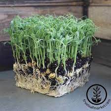 Organic Green Pea Microgreens Seeds Grow Pea Shoots Sprouts Growing Microgreens Microgreens Growing Vegetables