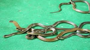 Inilah enam cara mencegah ular datang ke rumah dan kenali jenir ular yang berbisa. Lima Cara Cegah Ular Kobra Masuk Rumah Saat Hujan Cianjur Today