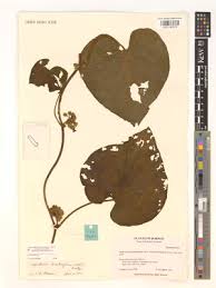 Image result for Lepistemon owariensis