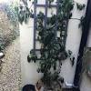 All climbing hydrangeas are vigorous plants, but can take several years to establish and flower. 1
