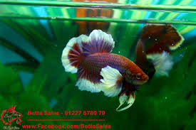 Dumbo Lavender Plakat Betta Sales